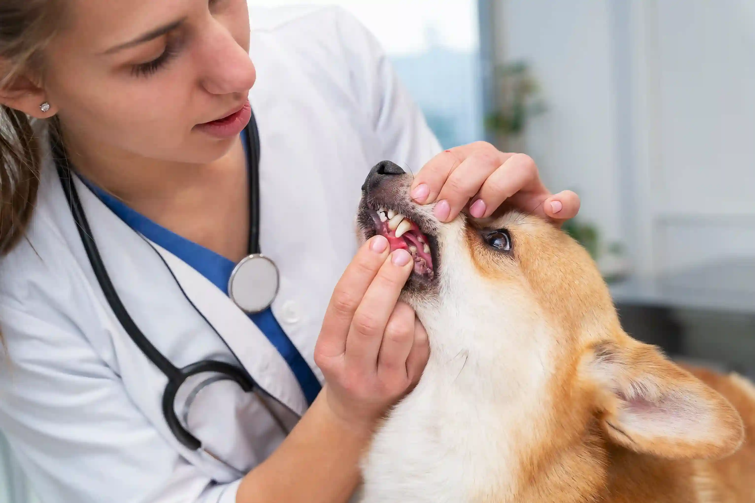 Pet Dental Care