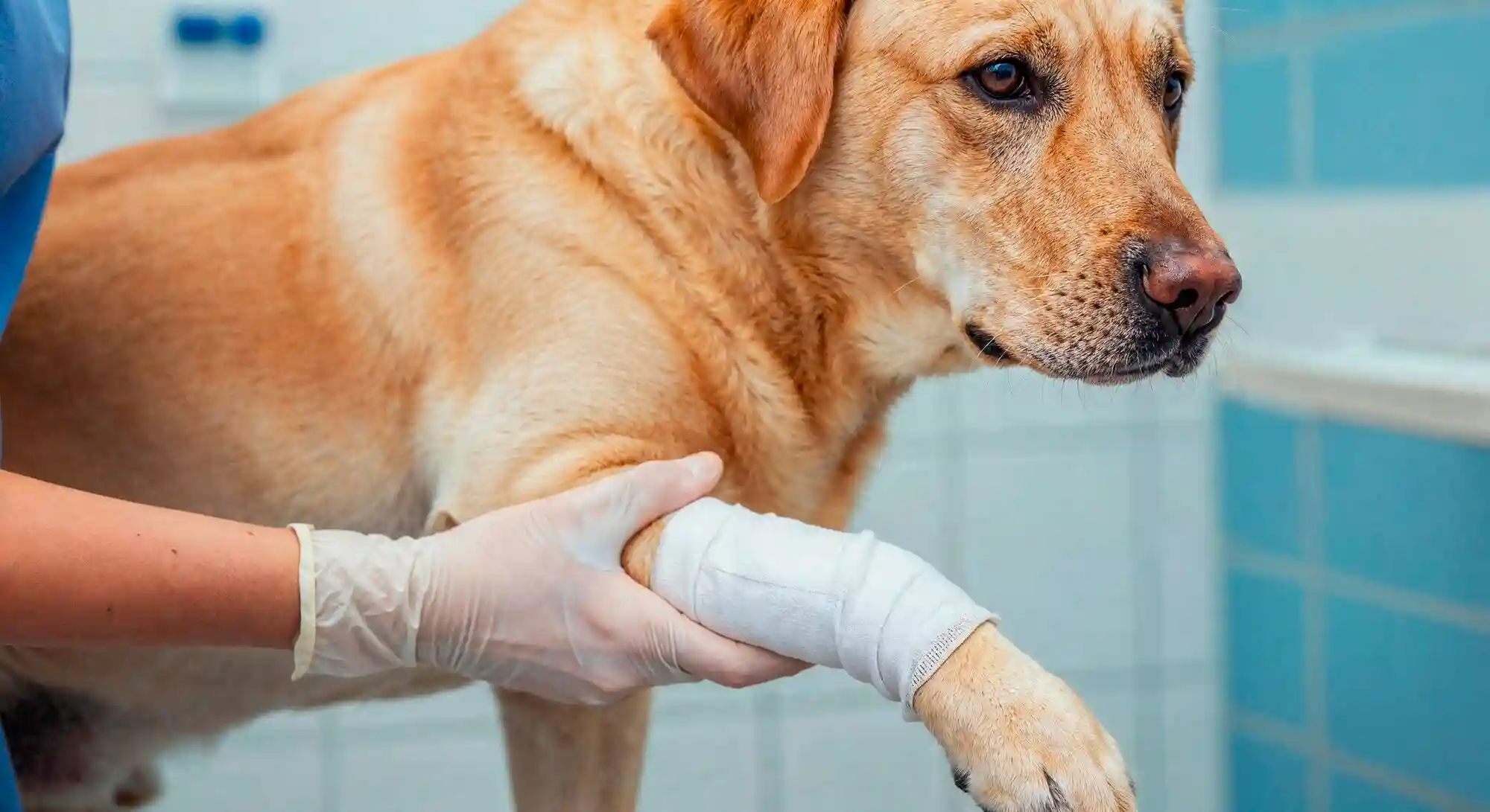 Pet Soft Tissue Surgeries