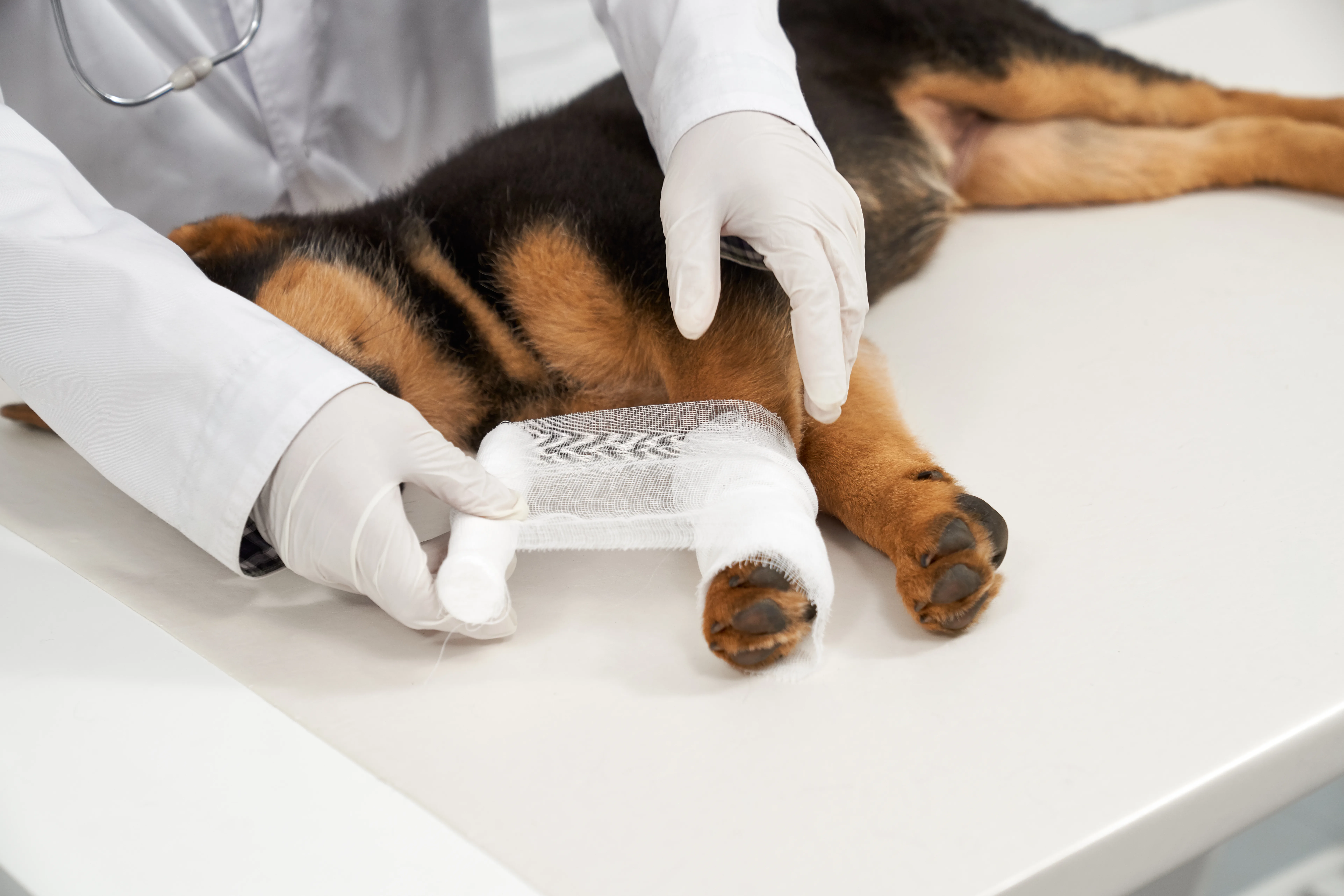 pet-Soft Tissue Surgeries